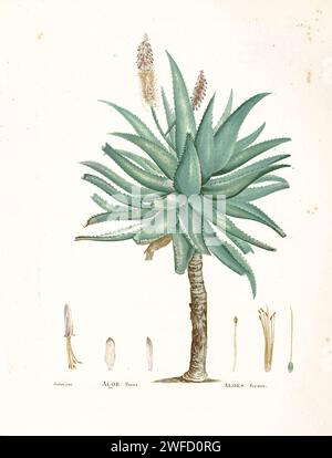 Aloe ferox de l'Histoire des plantes succulentes [Plantarum historia succulentarum / Histoire des plantes graminées] peint par Pierre-Joseph redouté et décrit par Augustin Pyramus de Candolle Aloe ferox, communément appelé aloès amer, est une espèce de plante à fleurs de la famille des Asphodelaceae. Cet aloès ligneux est indigène à l'Afrique australe. C'est l'une des nombreuses espèces d'aloès utilisées pour fabriquer des aloès amers, un médicament purgatif, et donne également un gel non amer qui peut être utilisé dans les cosmétiques Banque D'Images