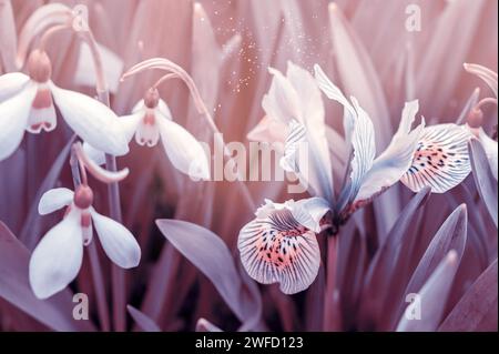 gouttes de neige et fleur d'iris. Vue de fleurs printanières dans une clairière dans la forêt. Un nouveau perce-neige frais fleurit par une belle matinée ensoleillée. Fleurs sauvages i Banque D'Images