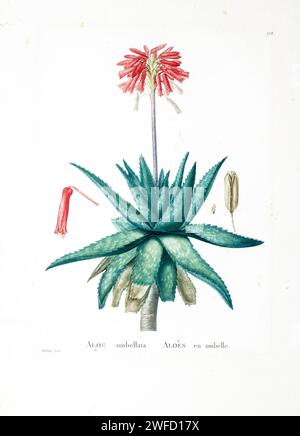 Aloe saponaria (ait.) Haw. Ici comme Aloe umbellata de Histoire des plantes succulentes [Plantarum historia succulentarum / Histoire des plantes graminées] peint par Pierre-Joseph redouté et décrit par Augustin Pyramus de Candolle 1799 Aloe maculata, l'aloès savon ou aloès zèbre, est une espèce d'aloès d'Afrique australe. Les populations locales en Afrique du Sud le connaissent de manière informelle sous le nom de Bontaalwyn en afrikaans, ou lekhala en langue sésotho. Banque D'Images
