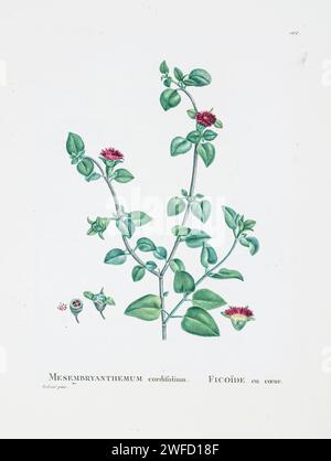 Aptenia cordifolia (L.f.) ici comme Mesembryanthemum cordifolium d'Histoire des plantes succulentes [Plantarum historia succulentarum / Histoire des plantes graminées] peint par Pierre-Joseph redouté et décrit par Augustin Pyramus de Candolle 1799 Mesembryanthemum cordifolium, anciennement connu sous le nom Aptenia cordifolia, est une espèce de plantes succulentes de la famille des plantes de plantes. C'est une plante rampante qui forme un tapis d'herbes vivaces à croissance plate en groupes sur le sol à partir d'une base Banque D'Images