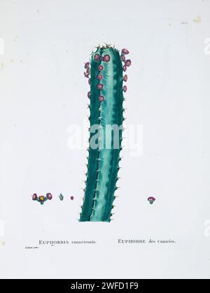 Euphorbia canariensis L. ici comme Euphorbia canariensis de l'Histoire des plantes succulentes [Plantarum historia succulentarum / Histoire des plantes graminées] peint par Pierre-Joseph redouté et décrit par Augustin Pyramus de Candolle 1799 Euphorbia canariensis, communément connu sous le nom de pouve des Canaries, Hercules club ou en espagnol cardón, est un membre succulent du genre Euphorbia et de la famille Euphorbiaceae endémique aux îles Canaries. C'est le symbole végétal de l'île de Gran Canaria. Banque D'Images