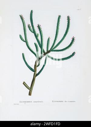 Euphorbia canariensis L. ici comme Euphorbia canariensis de l'Histoire des plantes succulentes [Plantarum historia succulentarum / Histoire des plantes graminées] peint par Pierre-Joseph redouté et décrit par Augustin Pyramus de Candolle 1799 Euphorbia canariensis, communément connu sous le nom de pouve des Canaries, Hercules club ou en espagnol cardón, est un membre succulent du genre Euphorbia et de la famille Euphorbiaceae endémique aux îles Canaries. C'est le symbole végétal de l'île de Gran Canaria. Banque D'Images