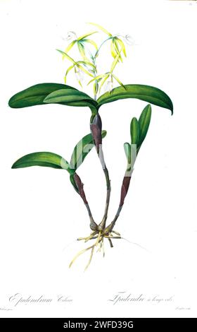 Epidendrum ciliare, synonymes dont Coilostylis ciliaris est une espèce d'orchidée. Elle est connue sous le nom d'orchidée étoilée frangée. Par les liacées de Pierre-Joseph redouté un tome d’espèces végétales de la famille des lys et apparentées à celle-ci. Produites de 1802 à 1816, les plaques sont tirées de la vaste collection de plantes de l’impératrice Joséphine dans ses jardins à Malmaison, Banque D'Images