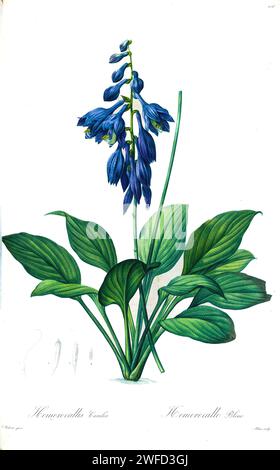 HostA ventricosa, le lys plantain bleu, est une espèce de plante à fleurs de la famille des Asparagaceae, originaire du sud-est et du centre-sud de la Chine, et introduite dans l'est des États-Unis. Par les liacées de Pierre-Joseph redouté un tome d’espèces végétales de la famille des lys et apparentées à celle-ci. Produites de 1802 à 1816, les plaques sont tirées de la vaste collection de plantes de l’impératrice Joséphine dans ses jardins à Malmaison, Banque D'Images