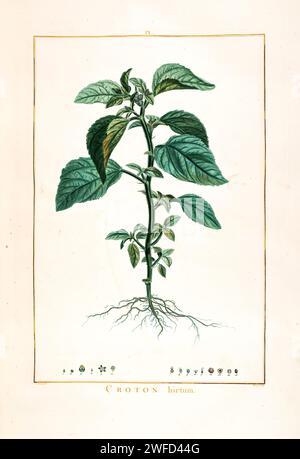 Croton hirtum peint à la main par Pierre-Joseph redouté en 1784 Croton est un vaste genre de plantes de la famille des euphorbiaceae. Les plantes de ce genre ont été décrites et introduites aux Européens par Georg Eberhard Rumphius. Les noms communs pour ce genre sont rushfoil et croton, Banque D'Images