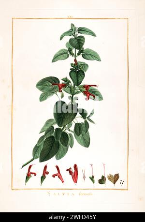 Salvia formosa peint à la main par Pierre-Joseph redouté en 1784 Salvia est le plus grand genre de plantes de la famille des sauges Lamiaceae, avec près de 1000 espèces d'arbustes, de plantes vivaces herbacées et d'annuelles. Au sein des Lamiaceae, Salvia fait partie de la tribu des Mentheae au sein de la sous-famille des Nepetoideae. Un des nombreux genres communément appelés sauge, Banque D'Images