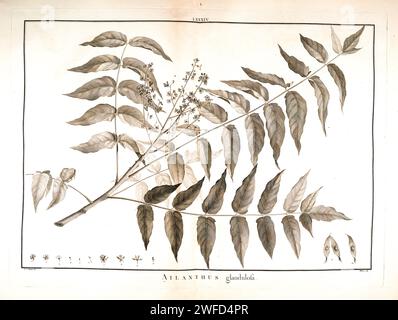 Ailanthus altissima ici comme Ailanthus glandulosa communément connu comme arbre du ciel, Ailanthus, arbre de vernis, arbre de copal, puant sumac, le sumac chinois, arbre paradisiaque, ou en chinois chouchun, est un arbre à feuilles caduques de la famille des Simaroubaceae. Il est originaire du nord-est et du centre de la Chine, et de Taïwan peint à la main par Pierre-Joseph redouté et publié dans Stirpes Novae aut minus Cognitae (1784) par Charles Louis l'héritier de Brutelle. Banque D'Images