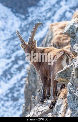 Bouquetin alpin mâle (Caprex) face à une falaise incroyablement raide sur fond de pentes enneigées, Alpes, Italie. Chèvre de montagne sauvage dans son habitat. Banque D'Images