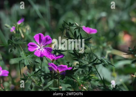 Le géranium est rouge sang. Geranium sanguineum floraison printanière dans le jardin en gros plan. Espace de copie. Banque D'Images