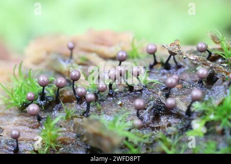 Lamproderma columbinum, une moisissure visqueuse de Finlande, pas de nom anglais commun Banque D'Images