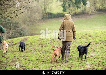 Fieldsports Shoot Banque D'Images