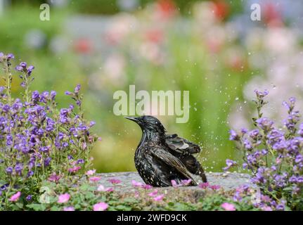 Étourneaux européens Sturnus vulgaris, baignade dans le bain d'oiseaux de jardin avec des plantes à fleurs, juin. Banque D'Images