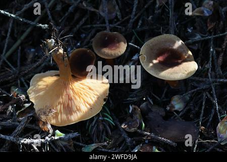 Hygrophoropsis rufa, également appelé Hygrophoropsis aurantiaca var. Rufa, communément connu sous le nom de fausse chanterelle, champignon sauvage de Finlande Banque D'Images