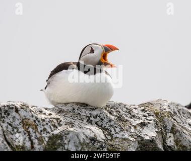 Macareux fratercula arctica, bâillant, reposant sur des rochers, mai. Banque D'Images