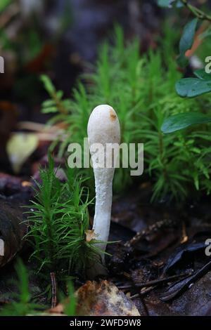 Trichoderma leucopus, aussi appelé Hypocrea leucopus, un champignon parasite de sac originaire de Finlande, pas de nom commun en anglais Banque D'Images