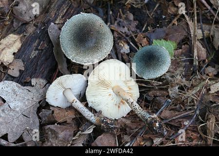 Lepiota grangei, connue sous le nom de Dapperling vert, champignon sauvage de Finlande Banque D'Images