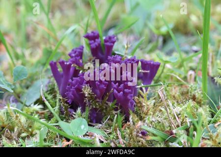 Clavaria zollingeri, aussi appelé Clavaria lavandula, communément appelé corail violet ou corail magenta, champignon sauvage de Finlande Banque D'Images