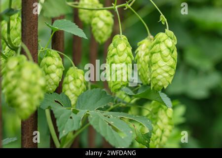 Bouquet de cônes de houblon mûrs verts sur la plantation sur fond vert foncé Banque D'Images