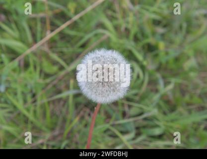 Pissenlit blanc dans la prairie Banque D'Images