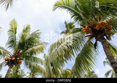 Les cocotiers aux fruits jaunes sont sous un ciel bleu vif par une journée ensoleillée, Cocos nucifera Banque D'Images