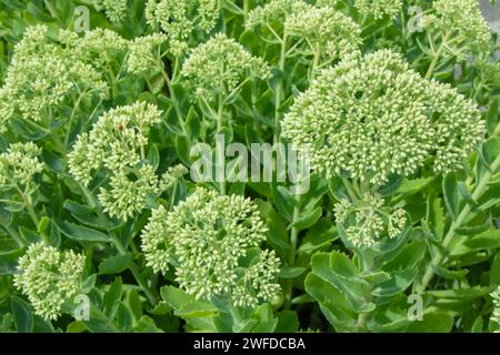 La plante Sedum Spectabile ou Hylotelephium Spectabile est prête à fleurir. Le rond vert laisse le fond Banque D'Images