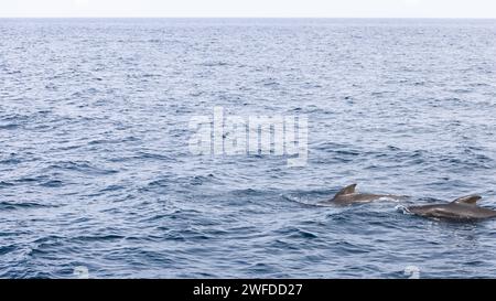 L'horizon s'étend largement derrière deux baleines pilotes adultes, repérées dans la mer tranquille près des Andenes, en Norvège Banque D'Images