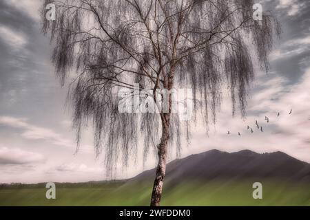 ART PHOTOGRAPHIQUE : scène de lande près de Bichl, Oberbayern, Allemagne par Edmund Nagele FRPS Banque D'Images