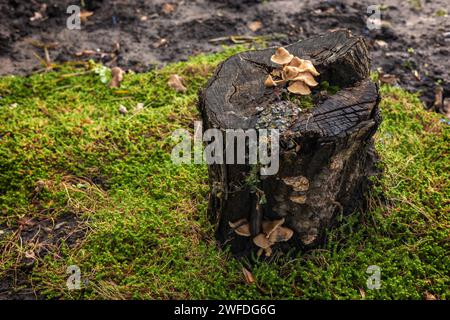 Champignons Faux champignons de miel sur une souche dans une belle forêt d'automne. groupe de champignons dans la forêt d'automne avec des feuilles. Champignon sauvage sur la souche d'épicéa. Au Banque D'Images