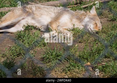 Canis lupus - Loup photographié en captivité à travers une clôture en treillis métallique dans un refuge pour animaux. Banque D'Images