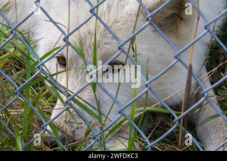 Canis lupus - Loup blanc photographié en captivité à travers une clôture en treillis métallique dans un refuge pour animaux. Banque D'Images