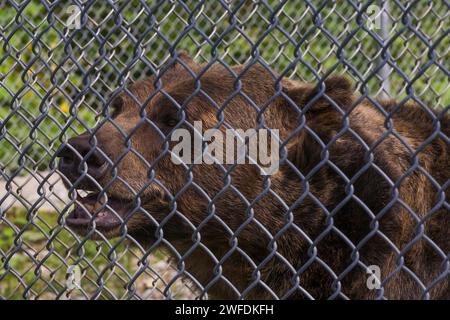 Ursus arctos horribilis - grizzli photographié en captivité à travers une clôture en treillis métallique dans un refuge pour animaux. Banque D'Images