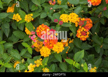 Lantana - arbuste Verbena en automne. Banque D'Images