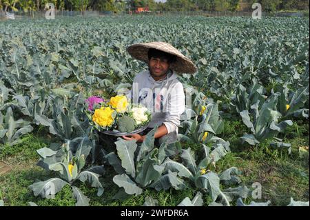 30 janvier 2024 Sylhet, Bangladesh : le jeune agriculteur MITHUN DEY travaille dans ses champs colorés de chou-fleur. Il a cultivé un total de chou-fleur 6 couleurs avec Valentina et Corotina hybrides 2 variétés qui ont des propriétés anti-diabétiques et anti-cancéreuses, également différentes en goût. Le 30 janvier 2024 Sylhet, Bangladesh (crédit image : © MD Rafayat Haque Khan/eyepix via ZUMA Press Wire) USAGE ÉDITORIAL SEULEMENT! Non destiné à UN USAGE commercial ! Banque D'Images