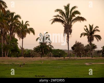 Coucher de soleil autour de l'étang sur une ferme dans le Brésil rural Banque D'Images