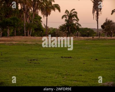 Coucher de soleil autour de l'étang sur une ferme dans le Brésil rural Banque D'Images