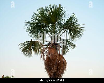 Les perroquets ont une réunion sociale dans un palmier buriti au coucher du soleil au Brésil Banque D'Images