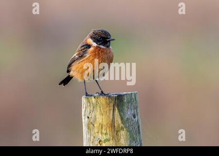 Pierre d'Europe (Saxicola rubicola) mâle perché sur poteau de clôture le long du pré / pâturage Banque D'Images