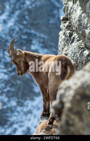 Bouquetin alpin mâle (Caprex) face à une falaise incroyablement raide sur fond de pentes enneigées, Alpes, Italie. Chèvre de montagne sauvage dans son habitat. Banque D'Images