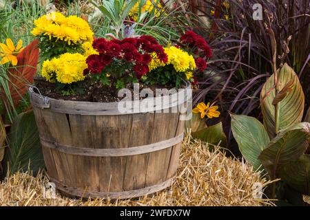 Cramoisi rouge et jaune chrysanthème fleurs poussant dans un panier en bois à l'automne. Banque D'Images