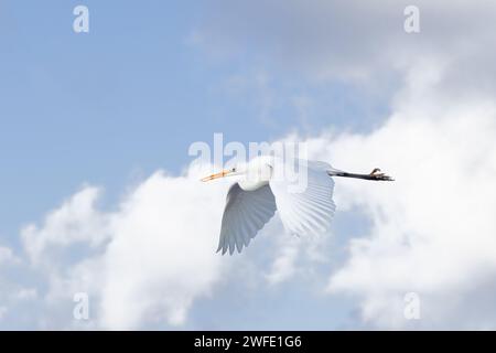 Gros plan d'une grande aigrette, Ardea alba, avec le corps étendu et le battement d'aile vers le bas flottant de droite à gauche sur fond avec beau blu Banque D'Images