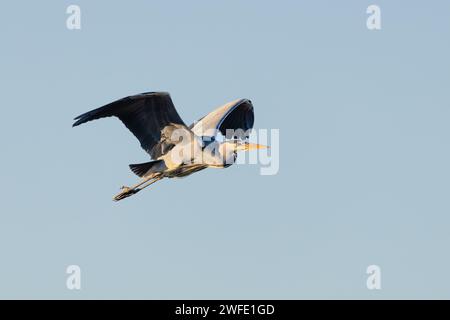 Gros plan d'un grand héron bleu, Ardea cinerea, volant de gauche à droite avec les ailes levées et le contact visuel sur un fond de ciel clair e dans le Banque D'Images