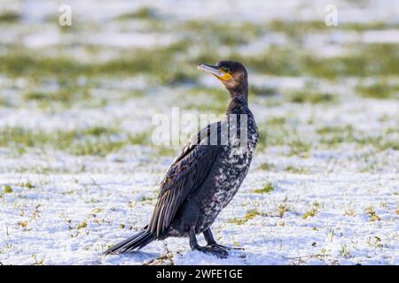 Portrait rapproché d'un Cormoran regardant attentivement en arrière, Phalacrocorax carbo, avec le cou étendu et alerte dans un pré enneigé avec des ailes pliées Banque D'Images