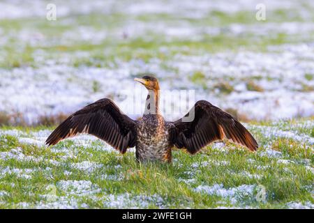 Gros plan d'un grand cormoran, Phalacrocorax carbo, debout sur une prairie couverte de neige sur fond brumeux avec des ailes mouillées déployées Banque D'Images