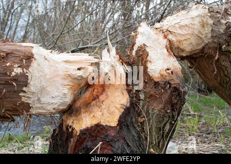 Saules coupées par des castors européens (Castor fiber) sur une petite rivière en Roumanie. Activité castors. Comment reconnaître les signes de castors. Banque D'Images