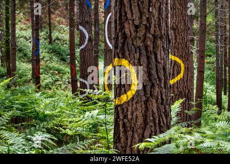 OMA Forest est une œuvre d'art d'Agustin Ibarrola, sculpteur et peintre basque, dans la réserve naturelle d'Urdaibai, Oma, Vizcaya, pays Basque Euska Banque D'Images