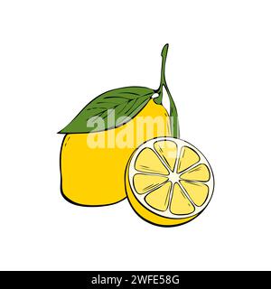L'illustration représente un citron jaune mûr attaché sur une branche avec une feuille verte. Illustration de Vecteur
