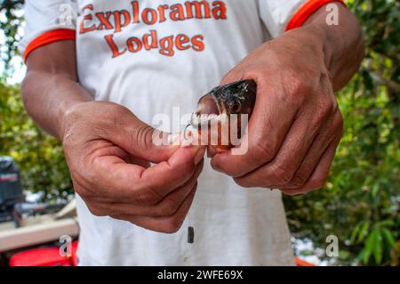 Réserve de Pacaya Samiria, Pérou, Amérique du Sud. Homme montrant les dents acérées d'un Piranha rouge pêché dans la rivière Ucayali dans le bassin amazonien Banque D'Images