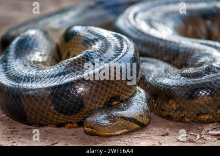 Un anaconda vert sauvage, Eunectes murinus, parc national de l'Amazonie, Loreto, Pérou. L'anaconda vert (Eunectes murinus), également connu sous le nom d'anaconda géant, Banque D'Images