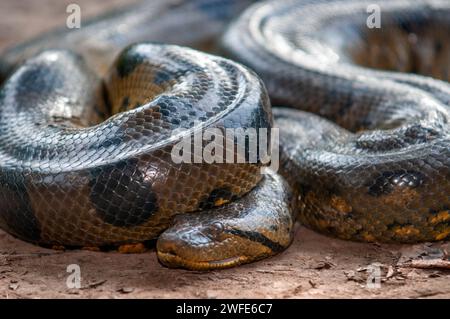 Un anaconda vert sauvage, Eunectes murinus, parc national de l'Amazonie, Loreto, Pérou. L'anaconda vert (Eunectes murinus), également connu sous le nom d'anaconda géant, Banque D'Images