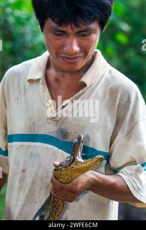 Un anaconda vert sauvage, Eunectes murinus, parc national de l'Amazonie, Loreto, Pérou. L'anaconda vert (Eunectes murinus), également connu sous le nom d'anaconda géant, Banque D'Images